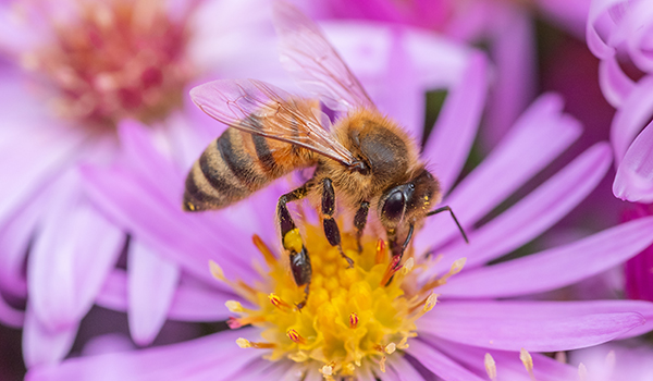 Biene auf einer Blume