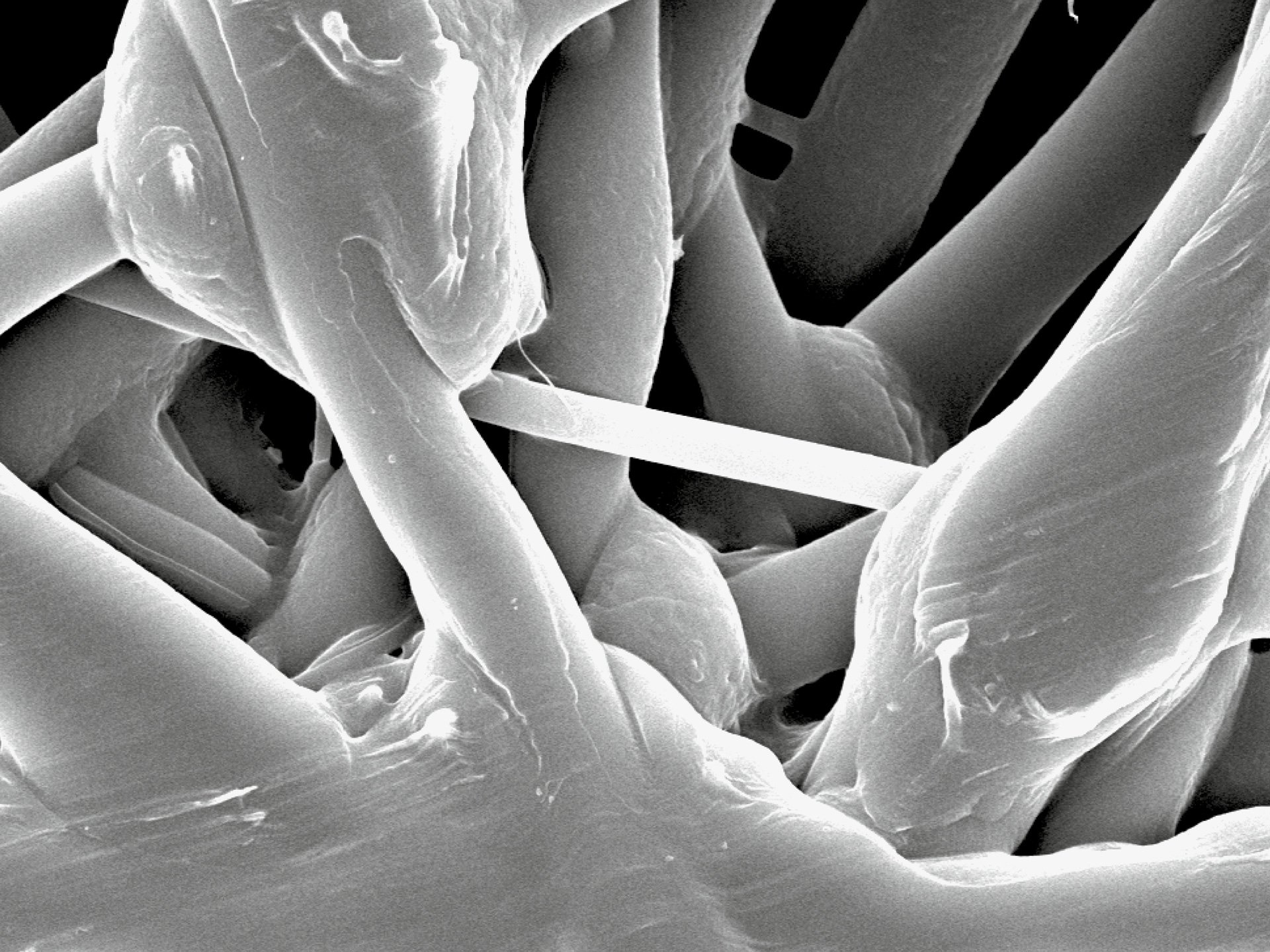 wetlaid microscope